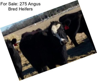For Sale: 275 Angus Bred Heifers