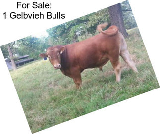 For Sale: 1 Gelbvieh Bulls