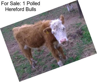 For Sale: 1 Polled Hereford Bulls