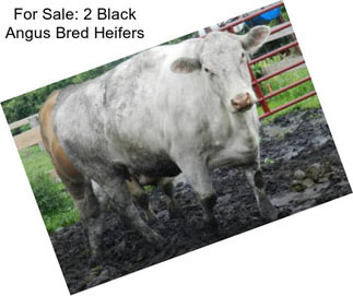 For Sale: 2 Black Angus Bred Heifers