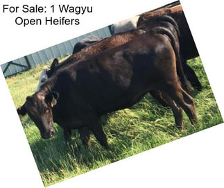 For Sale: 1 Wagyu Open Heifers