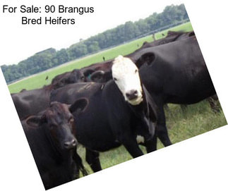For Sale: 90 Brangus Bred Heifers