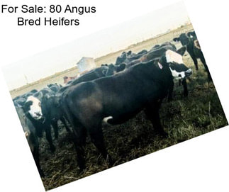 For Sale: 80 Angus Bred Heifers