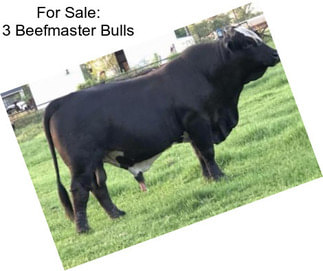 For Sale: 3 Beefmaster Bulls