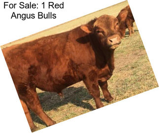 For Sale: 1 Red Angus Bulls