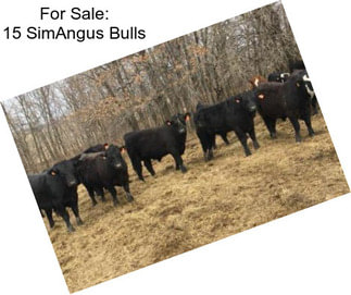 For Sale: 15 SimAngus Bulls