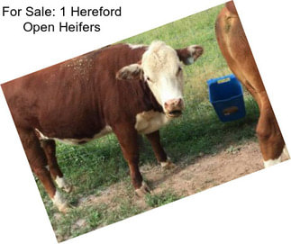 For Sale: 1 Hereford Open Heifers