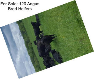 For Sale: 120 Angus Bred Heifers