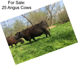 For Sale: 25 Angus Cows