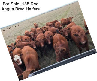 For Sale: 135 Red Angus Bred Heifers