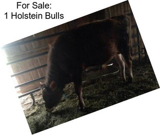 For Sale: 1 Holstein Bulls