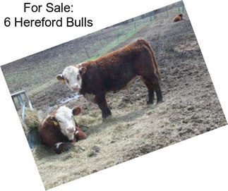 For Sale: 6 Hereford Bulls