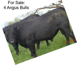 For Sale: 4 Angus Bulls