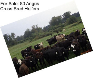 For Sale: 80 Angus Cross Bred Heifers