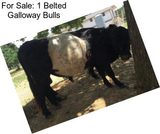 For Sale: 1 Belted Galloway Bulls