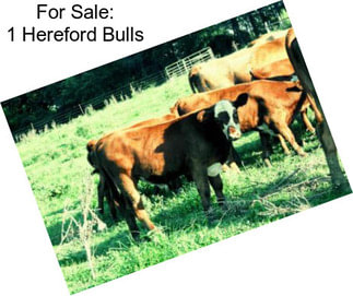 For Sale: 1 Hereford Bulls