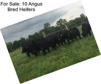 For Sale: 10 Angus Bred Heifers