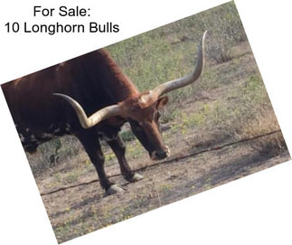 For Sale: 10 Longhorn Bulls