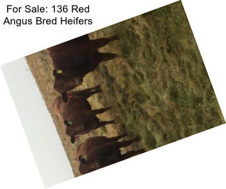 For Sale: 136 Red Angus Bred Heifers