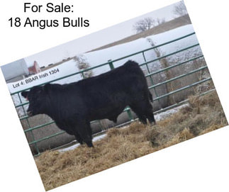 For Sale: 18 Angus Bulls