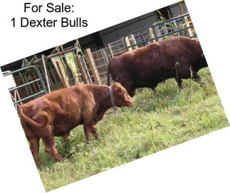 For Sale: 1 Dexter Bulls