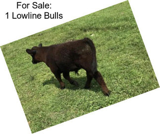 For Sale: 1 Lowline Bulls