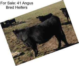 For Sale: 41 Angus Bred Heifers