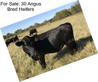 For Sale: 30 Angus Bred Heifers