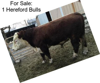 For Sale: 1 Hereford Bulls