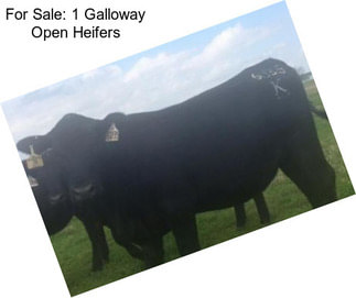 For Sale: 1 Galloway Open Heifers