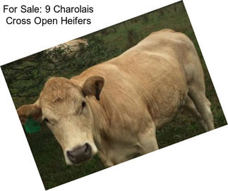 For Sale: 9 Charolais Cross Open Heifers