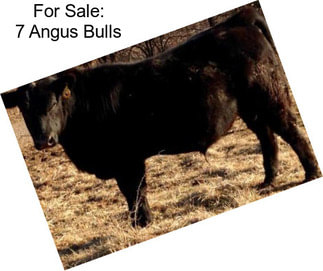 For Sale: 7 Angus Bulls