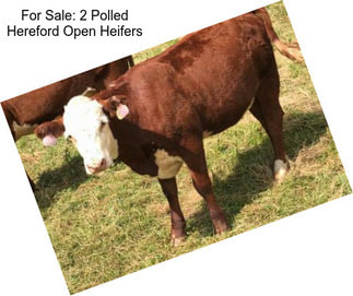 For Sale: 2 Polled Hereford Open Heifers