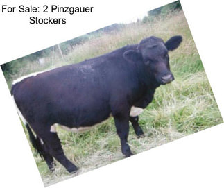 For Sale: 2 Pinzgauer Stockers