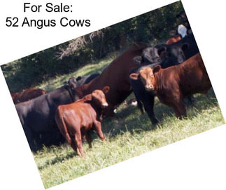 For Sale: 52 Angus Cows
