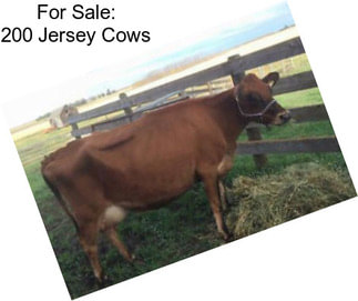 For Sale: 200 Jersey Cows