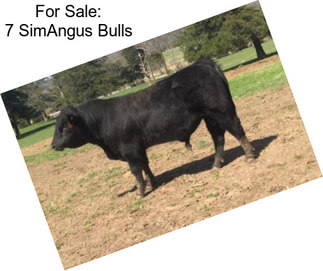 For Sale: 7 SimAngus Bulls