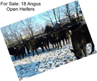 For Sale: 18 Angus Open Heifers