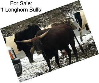 For Sale: 1 Longhorn Bulls