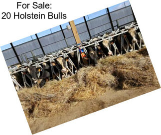For Sale: 20 Holstein Bulls