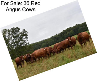 For Sale: 36 Red Angus Cows