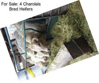 For Sale: 4 Charolais Bred Heifers
