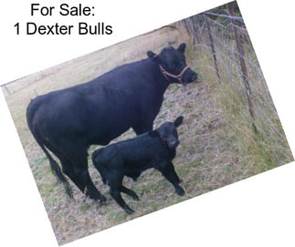 For Sale: 1 Dexter Bulls