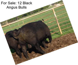 For Sale: 12 Black Angus Bulls