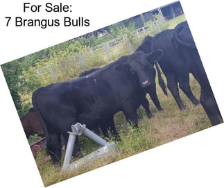 For Sale: 7 Brangus Bulls
