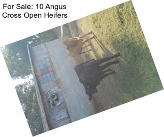 For Sale: 10 Angus Cross Open Heifers