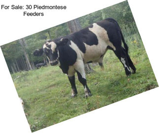 For Sale: 30 Piedmontese Feeders