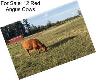 For Sale: 12 Red Angus Cows