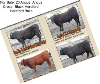 For Sale: 20 Angus, Angus Cross, Black Hereford, Hereford Bulls