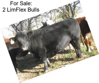 For Sale: 2 LimFlex Bulls